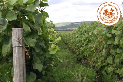 Bild från sommaren 2015 på Champagne Mathelins vinodling. Den hållbara odlingen medför att man låter gräset växa mellan vinraderna för att gynna den biologiska mångfalden.