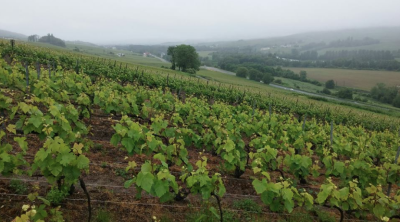 Vinodling Champagne Villesenière. Vinodling Champagne Villesenière.