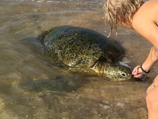 Stina matar en vild havssköldpadda på stranden.