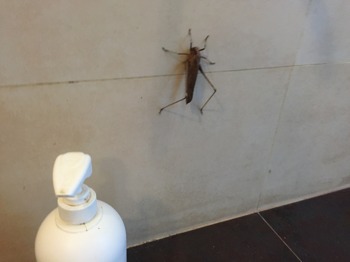 Ganska rejäl sak, om jag får säga det själv! Ganska rejäl sak, om jag får säga det själv!