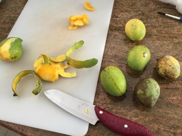 Små men naggande goda mangos, solvarma direkt från trädgården.