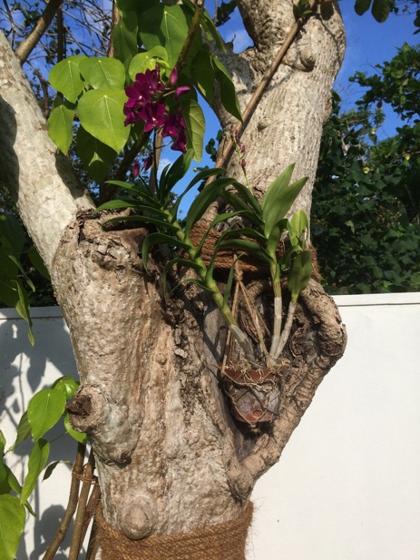 Orkiden trivs i trädet vid duschen.