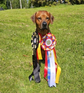 JASPER Nordic Champion  15.6-25