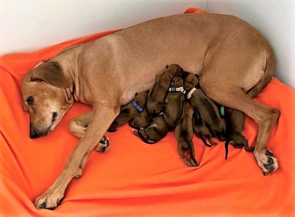 VILDA  med 10  underverk