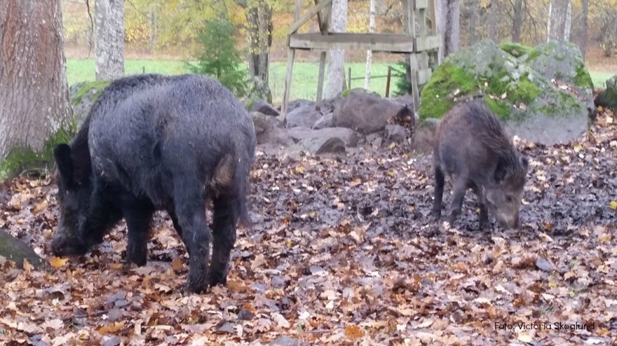 Två vildsvin, en sugga och en kulting Två vildsvin, en sugga och en kulting