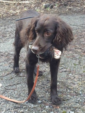 Hund med vildsvinsklöv i munnen Hund med vildsvinsklöv i munnen