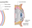 lacrymal (1)