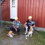 Kennel Swedpack med to hunder på svenske laget