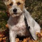 Charlie JRT 3 Charlie JRT 3