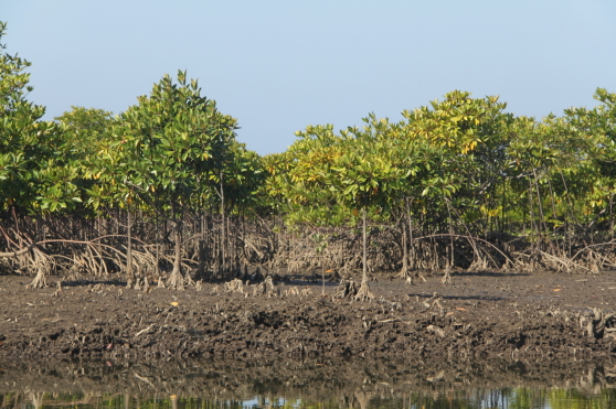 Mangrove i Myanmar, Burma.