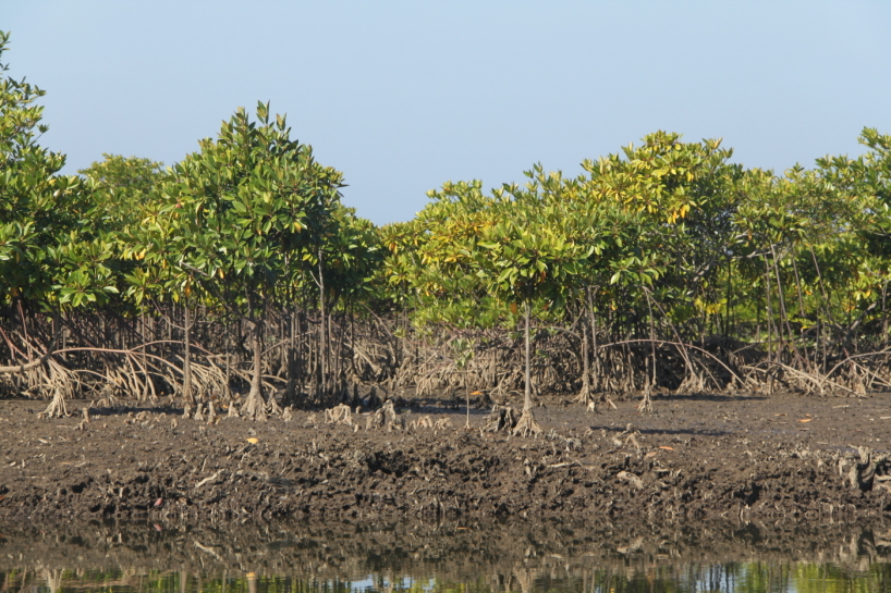 Mangrove i Myanmar, Burma. Mangrove i Myanmar, Burma.