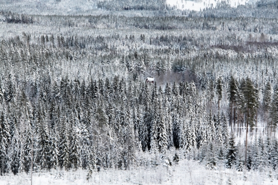 Vinterbild från de värmländska skogarna.