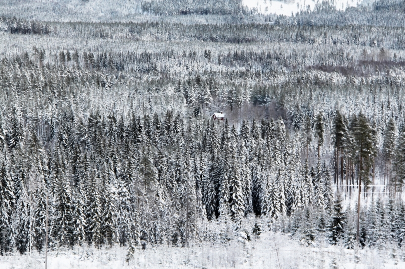 Vinterbild från de värmländska skogarna. Vinterbild från de värmländska skogarna.