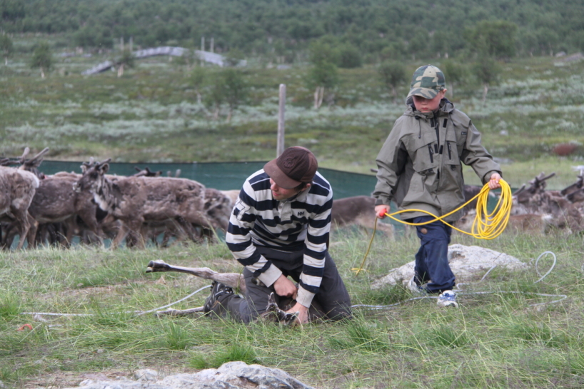 Renmärkning pågår. Renmärkning pågår.