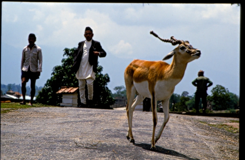 Nepal. Nepal.