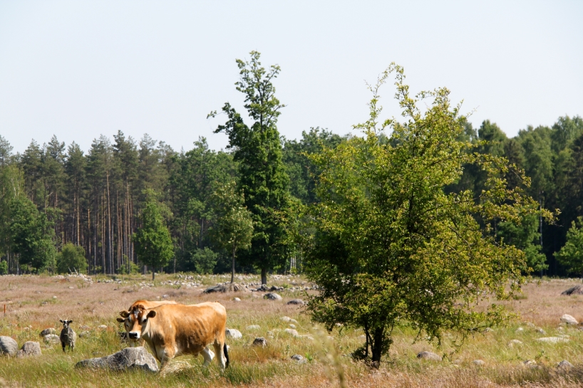 Böde Ecopark. Från inspelningarna med Sveaskog. Böde Ecopark. Från inspelningarna med Sveaskog.