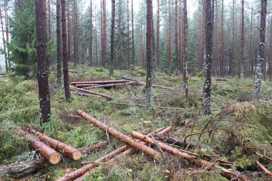 Småland, under inspelningarna med Sveaskog. Småland, under inspelningarna med Sveaskog.