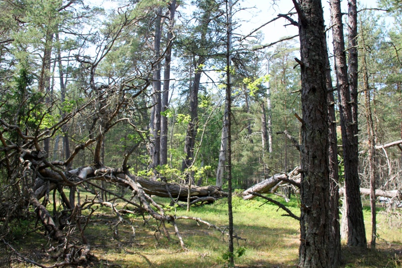 Böda Ecopark. Böda Ecopark.