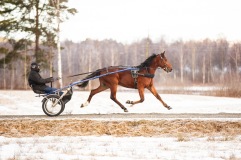 Grosbois 2025 02 15