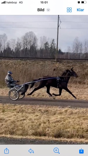 En formtoppad Sahitå NN sträcker ut på rakbanan!