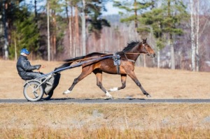 3 åriga Monnier Mearas!