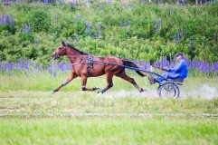 Grosbois 2025 06 19