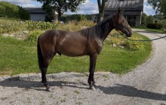 Speedy Moteur 2025 08 21