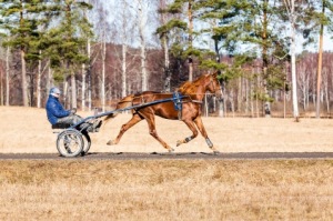 Sir Alex en vinnare i V75 finalen!