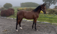 The Rael Lion 2025 10 02