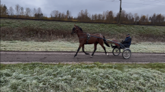 The Real Lion 2025 10 17