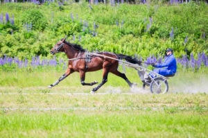 Tvååriga Arpö Elegant