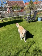 Aprils slut. Fyrbenta kompisen, Bela, på besök