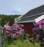 Juni Lila prakt bakom stugan