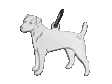Jack Russell Terrier (Parson) hängsmycke