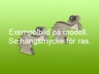 Vorsteh, korthårig örhänge huvud par