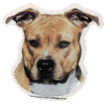 American Staffordshire Terrier dekal - American Staffordshire Terrier liten dekal 4-pack