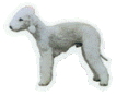 Bedlingtonterrier dekal - Bedlingtonterrier helfigur liten dekal 4-pack