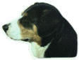 Entlebucher Sennen dekal