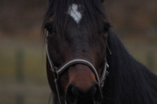 2008 Lady Ann en vacker häst 