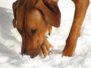 IMG_0663 IMG_0663