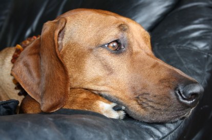 IMG_3585 IMG_3585