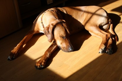 IMG_3527 IMG_3527