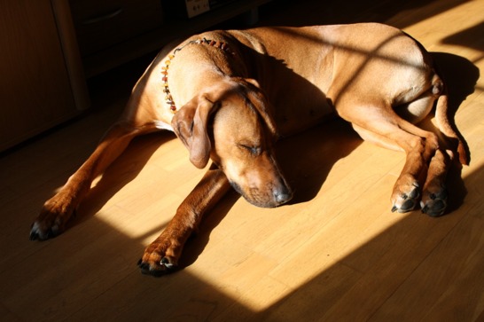 IMG_3527 IMG_3527