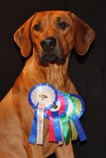 Vilho%20Juniorchampion%20(Small)