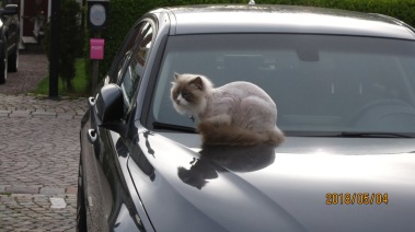 Katten lejonman Katten lejonman