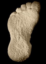 Dr Oudot's plaster cast of the curious footprint. 1950.