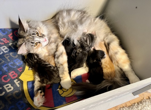 Queenkullen / The Queen litter