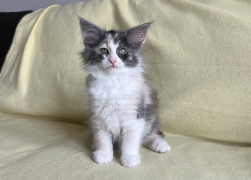 8 weeks old