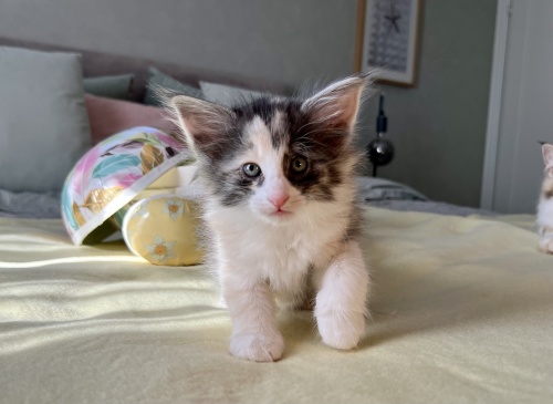 6 weeks old