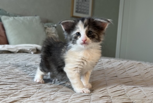 4 weeks old